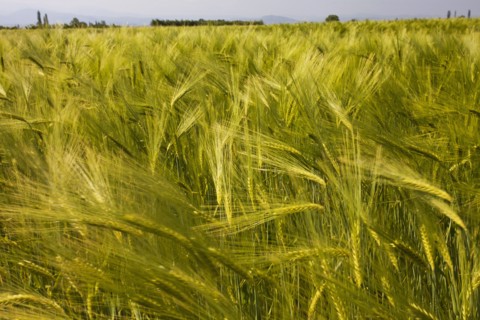 Field of wheat swaying in the wind.