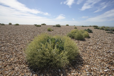 View across shingle beach with sea Kale in the foreground.