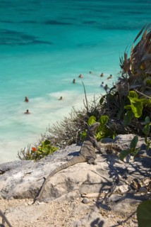Iguana sunbathing above Tulum Beach