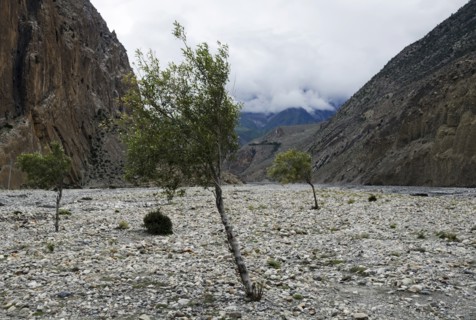 Sparse trees at Kali Gandaki rock strewn riverbed.