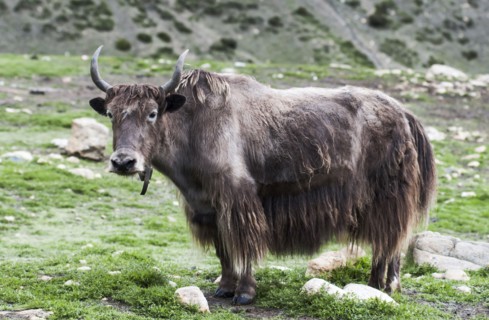 Close up view of a yak on a green high mountain pasture.