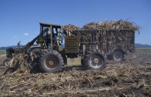 West Indies, Jamaica, West Moreland Parish, Mechanical harvesting of sugarcane. Photo : Nancy
