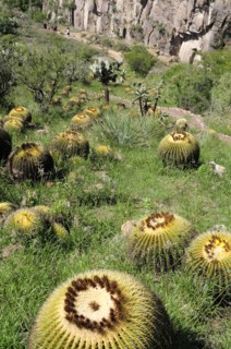 Mexico, Bajio, San Miguel de Allende, Botannical Gardens Barrel cactus growing on rocky slope.