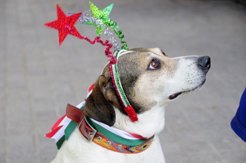 Mexico, Bajio, San Miguel de Allende, El Jardin Dog dressed for Independence Day celebrations.