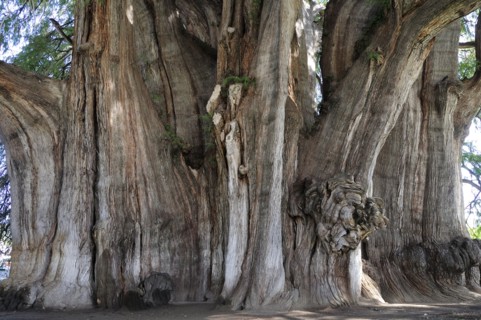 Mexico, Oaxaca, Santa Maria del Tule, Ancient cypress tree Arbol del Tule. Photo : Nick Bonetti