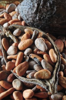 Mexico, Oaxaca, Cocoa beans and pod. Photo : Nick Bonetti