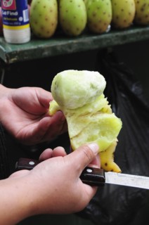 Mexico, Bajio, Zacatecas, Preparing tunas or cactus fruit cropped shot of hands holding peeled
