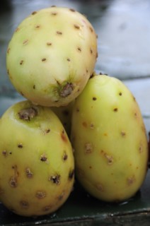 Mexico, Bajio, Zacatecas, Tunas or cactus fruit. Photo : Nick Bonetti