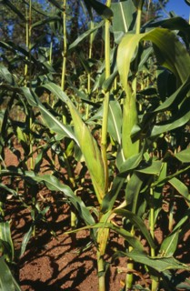 Agriculture, Crop, Close up of Maize plant. Cob enclosed with green sheath. England Worcestershire.