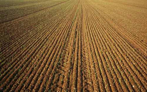 Agriculture, Wheat, Early green shots of winter wheat. England Norfolkshire Norfolk. Photo : Bryan