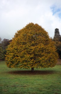Tree, Single, Small leaved Lime Tree in autumn foliage. Tilia Platyphyllos. Wales Gwent Monmouth.