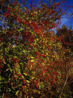 England, Gloucestershire, Tree, Spindle Tree Euonymus europaeus with ripening pink berries and