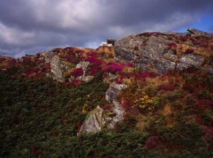 France, Bretagne, Cotes d Armor, Monts d Arree. Rocky outcrop with bracken bell heather and gorse.
