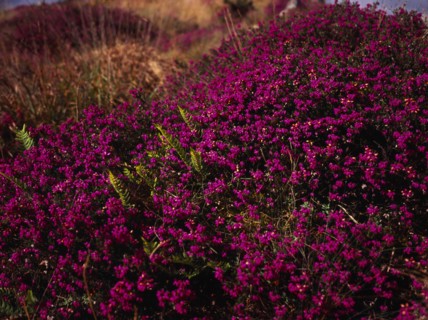 France, Bretagne, Cotes d Armor, Monts d Arree. Close shot of Bell heather Erica cinerea.. Photo :