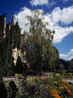 France, Limousin, Haute-Vienne, Limoges. Central Museum Gardens with Silver Birch tree in centre.