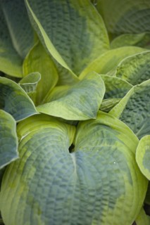 Hosta