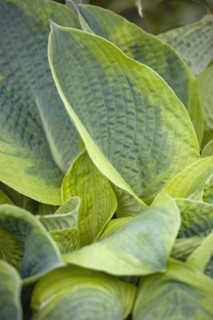 Hosta