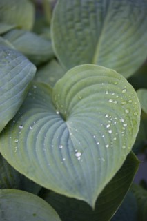 Hosta