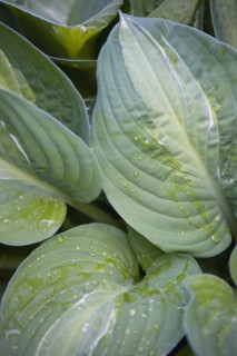 Hosta 'Striptease'