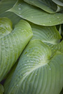 Hosta 'Sum And Substance', Plantain lily