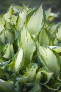 Hosta