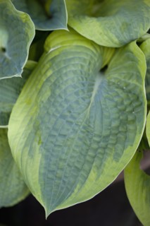 Hosta