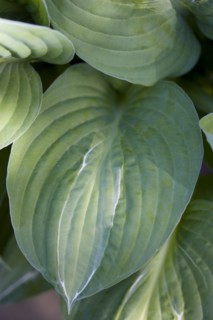 Hosta 'Striptease'