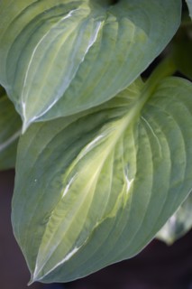Hosta 'Striptease'