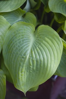 Hosta 'Sum And Substance', Plantain lily