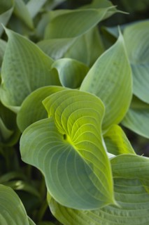 Hosta 'Sum And Substance', Plantain lily