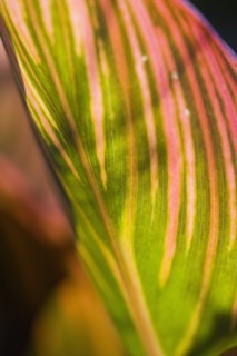 Canna 'Tropicanna'