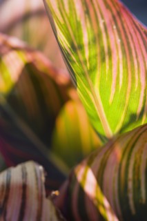Canna 'Tropicanna'