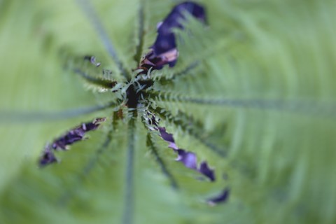 Matteuccia struthiopteris, 'Shuttlecock' fern