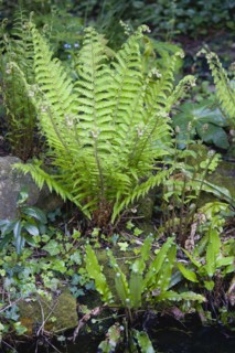 Dryopteris filix-mas, Male fern