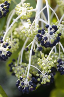 Fatsia Japonica, Japanese aralia
