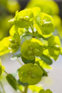 Euphorbia amygdaloides robbiae, Wood spurge