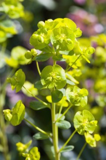 Euphorbia amygdaloides robbiae, Wood spurge
