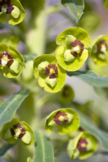 Euphorbia amygdaloides robbiae, Wood spurge