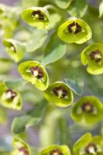 Euphorbia amygdaloides robbiae, Wood spurge