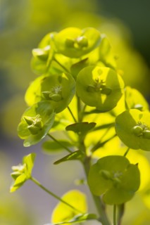 Euphorbia amygdaloides robbiae, Wood spurge