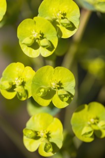 Euphorbia amygdaloides robbiae, Wood spurge