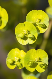 Euphorbia amygdaloides robbiae, Wood spurge