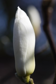 Magnolia × soulangeana 'Alba Superba', Magnolia tree