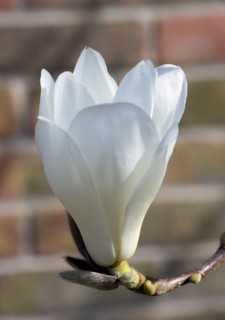 Magnolia × soulangeana 'Alba Superba', Magnolia tree