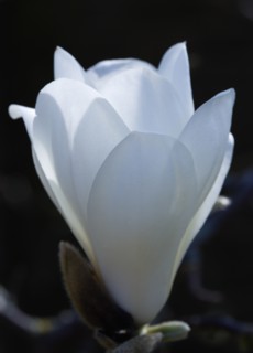 Magnolia × soulangeana 'Alba Superba', Magnolia tree