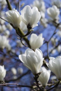 Magnolia × soulangeana 'Alba Superba', Magnolia tree
