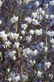 Magnolia × soulangeana 'Alba Superba', Magnolia tree