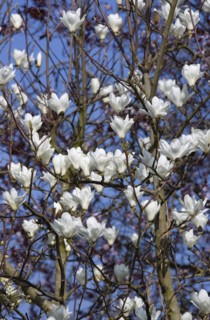 Magnolia × soulangeana 'Alba Superba', Magnolia tree