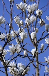 Magnolia × soulangeana 'Alba Superba', Magnolia tree