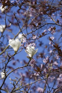 Magnolia × soulangeana 'Alba Superba', Magnolia tree